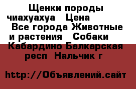 Щенки породы чиахуахуа › Цена ­ 12 000 - Все города Животные и растения » Собаки   . Кабардино-Балкарская респ.,Нальчик г.